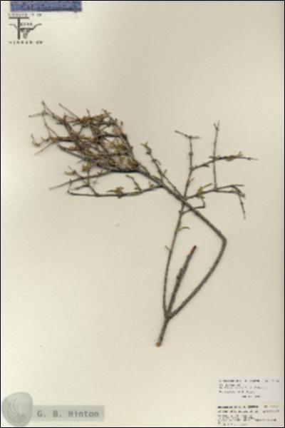 URN_catalog_HBHinton_herbarium_25741.jpg.jpg