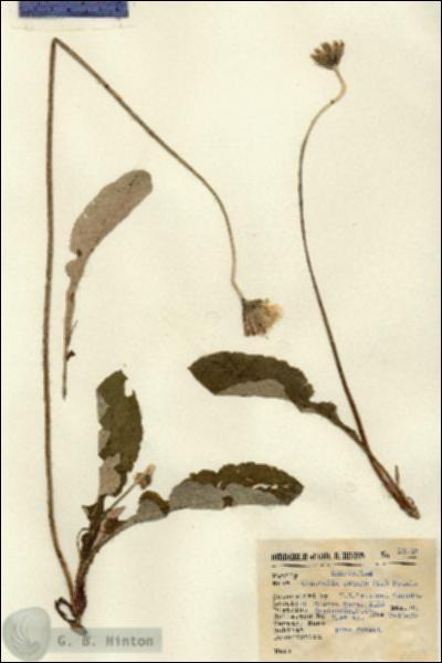 URN_catalog_HBHinton_herbarium_13919.jpg.jpg