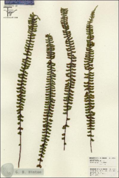 URN_catalog_HBHinton_herbarium_26162.jpg.jpg