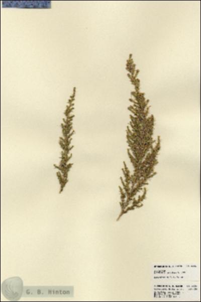 URN_catalog_HBHinton_herbarium_22722.jpg.jpg