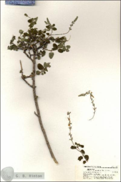 URN_catalog_HBHinton_herbarium_21054.jpg.jpg