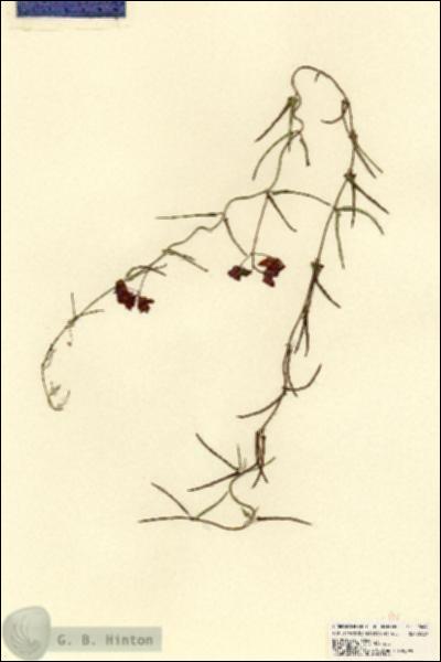 URN_catalog_HBHinton_herbarium_18486.jpg.jpg