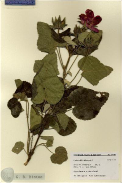 URN_catalog_HBHinton_herbarium_27752.jpg.jpg