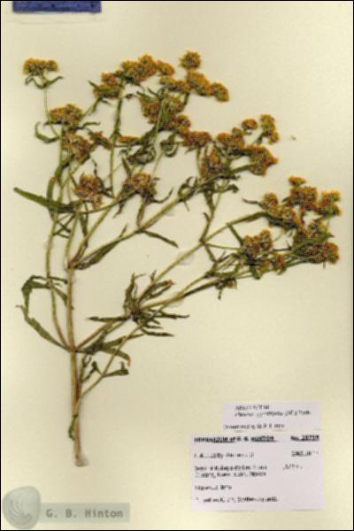 URN_catalog_HBHinton_herbarium_28759.jpg.jpg
