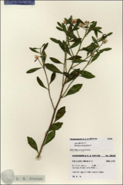 URN_catalog_HBHinton_herbarium_28228.jpg.jpg
