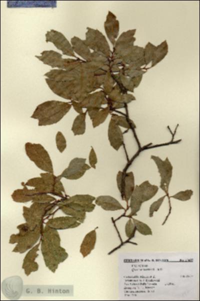 URN_catalog_HBHinton_herbarium_17455.jpg.jpg