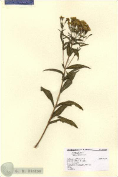 URN_catalog_HBHinton_herbarium_15134.jpg.jpg