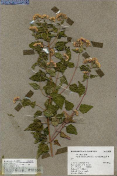 URN_catalog_HBHinton_herbarium_19258.jpg.jpg