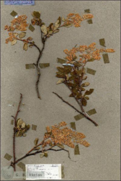 URN_catalog_HBHinton_herbarium_17916.jpg.jpg