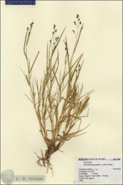 URN_catalog_HBHinton_herbarium_1721.jpg.jpg