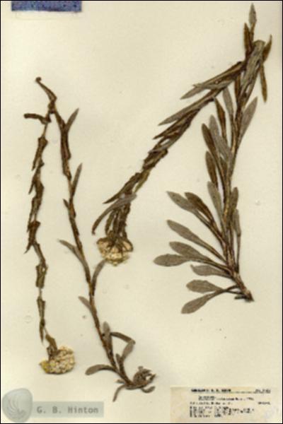 URN_catalog_HBHinton_herbarium_17263.jpg.jpg