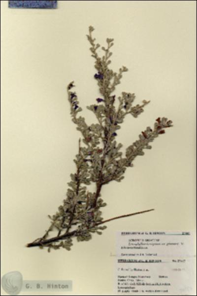 URN_catalog_HBHinton_herbarium_27447.jpg.jpg