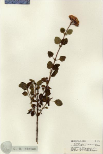 URN_catalog_HBHinton_herbarium_21178.jpg.jpg