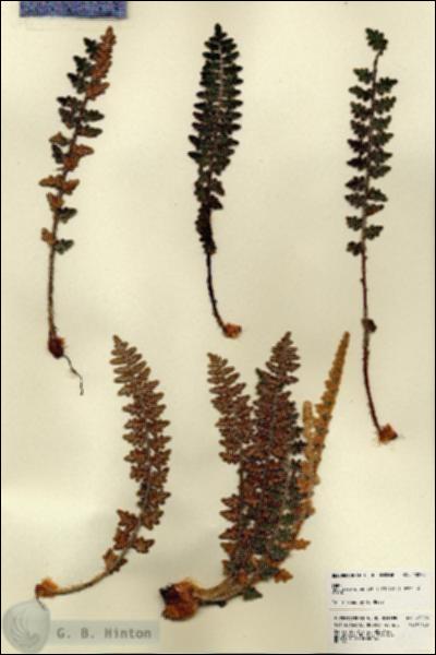 URN_catalog_HBHinton_herbarium_23228.jpg.jpg