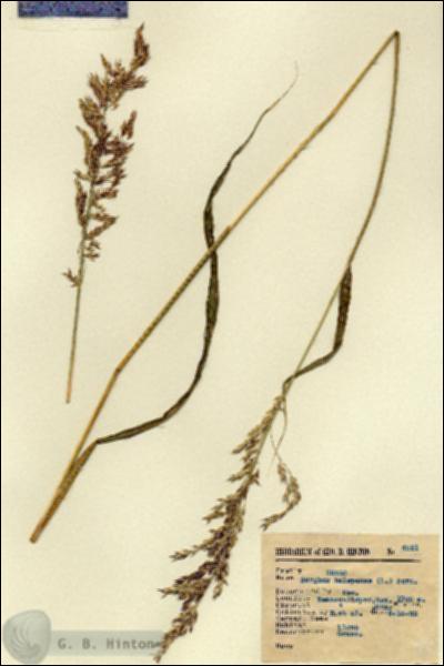 URN_catalog_HBHinton_herbarium_4031.jpg.jpg