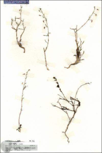 URN_catalog_HBHinton_herbarium_19691.jpg.jpg