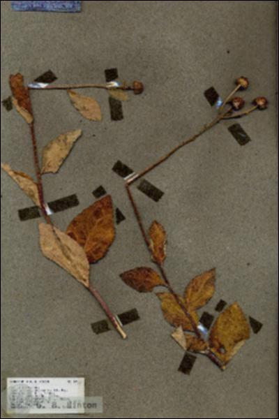 URN_catalog_HBHinton_herbarium_19112.jpg.jpg