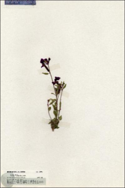 URN_catalog_HBHinton_herbarium_19994.jpg.jpg