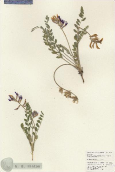 URN_catalog_HBHinton_herbarium_25364.jpg.jpg