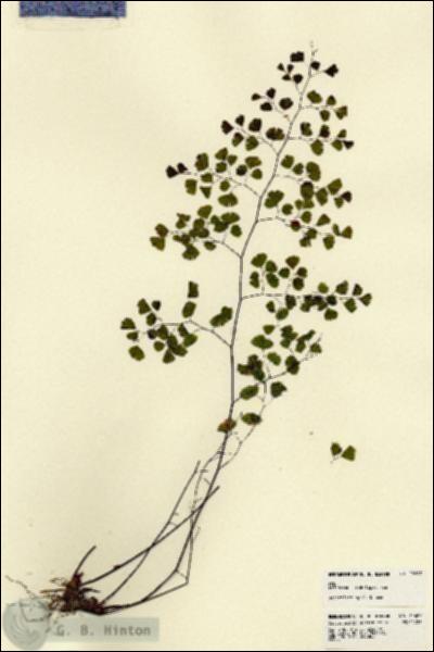 URN_catalog_HBHinton_herbarium_22687.jpg.jpg