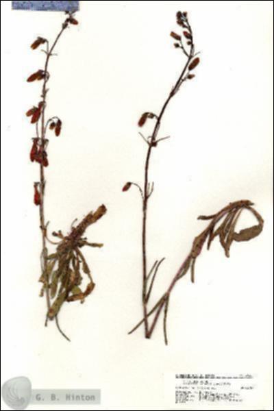 URN_catalog_HBHinton_herbarium_20285.jpg.jpg