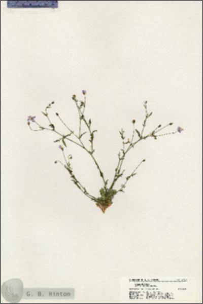 URN_catalog_HBHinton_herbarium_21021.jpg.jpg