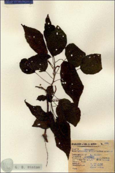 URN_catalog_HBHinton_herbarium_4329.jpg.jpg
