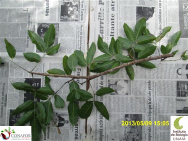 62244_S1_HJ2_20130509_010_001.jpg.jpg