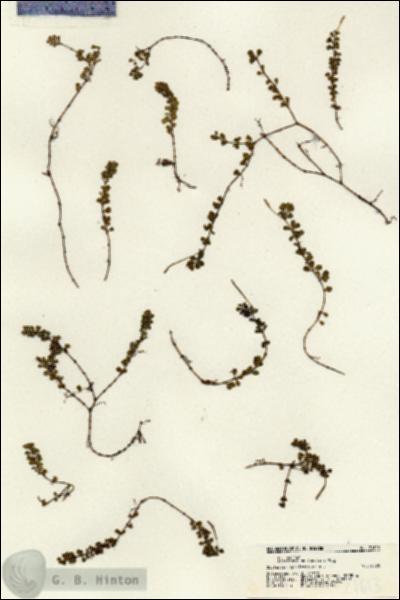 URN_catalog_HBHinton_herbarium_21613.jpg.jpg