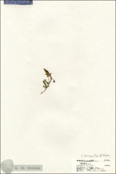 URN_catalog_HBHinton_herbarium_20625.jpg.jpg
