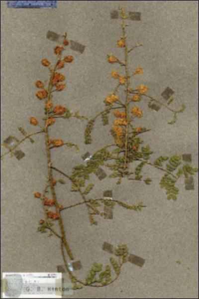 URN_catalog_HBHinton_herbarium_17774.jpg.jpg
