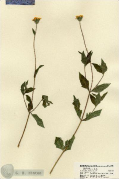 URN_catalog_HBHinton_herbarium_21925.jpg.jpg