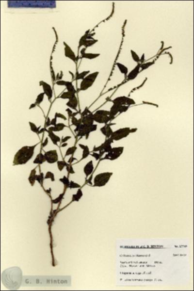 URN_catalog_HBHinton_herbarium_27749.jpg.jpg