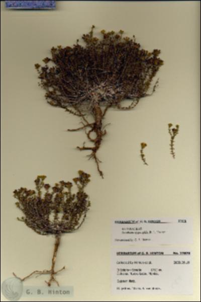 URN_catalog_HBHinton_herbarium_27878.jpg.jpg