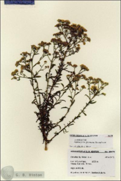 URN_catalog_HBHinton_herbarium_28478.jpg.jpg