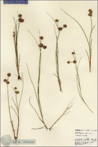 URN_catalog_HBHinton_herbarium_22065.jpg.jpg