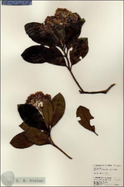 URN_catalog_HBHinton_herbarium_25035.jpg.jpg