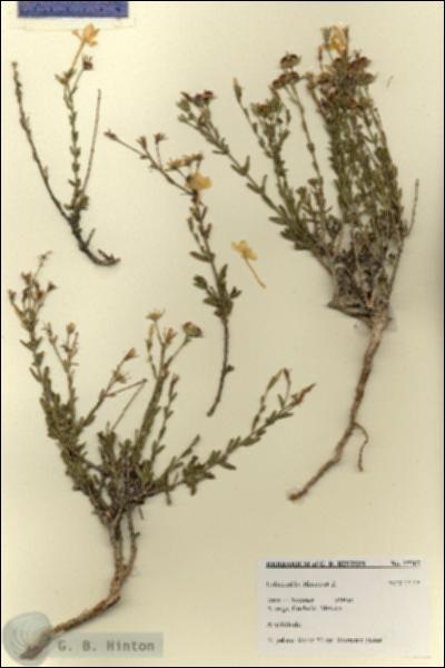 URN_catalog_HBHinton_herbarium_27767.jpg.jpg