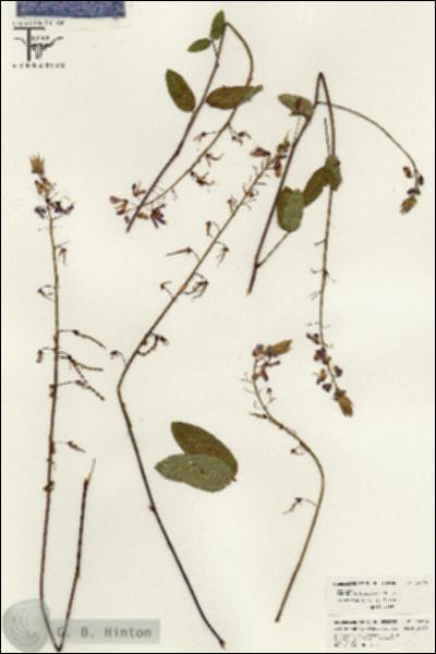 URN_catalog_HBHinton_herbarium_26376.jpg.jpg