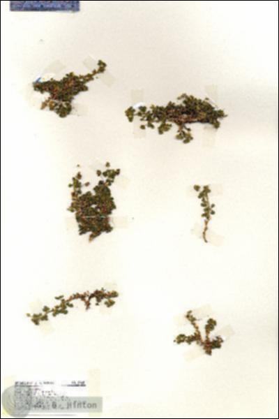 URN_catalog_HBHinton_herbarium_19465.jpg.jpg