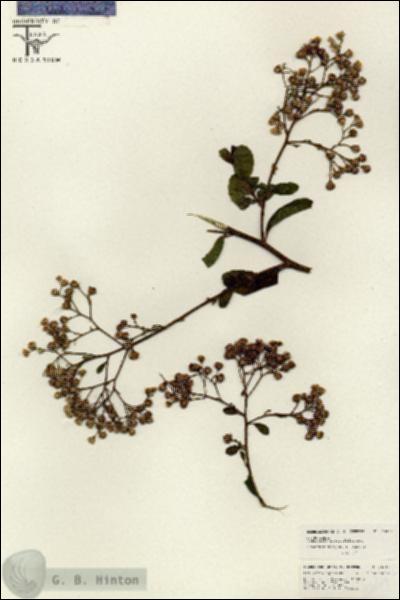 URN_catalog_HBHinton_herbarium_26619.jpg.jpg