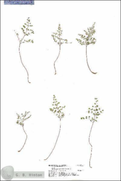 URN_catalog_HBHinton_herbarium_20925.jpg.jpg