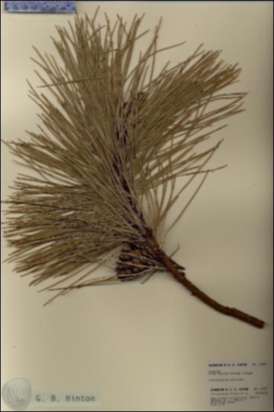 URN_catalog_HBHinton_herbarium_21807.jpg.jpg