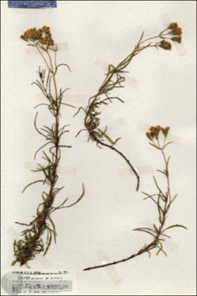 URN_catalog_HBHinton_herbarium_19909.jpg.jpg