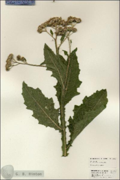 URN_catalog_HBHinton_herbarium_24962.jpg.jpg