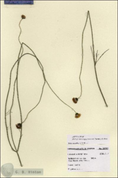 URN_catalog_HBHinton_herbarium_28792.jpg.jpg