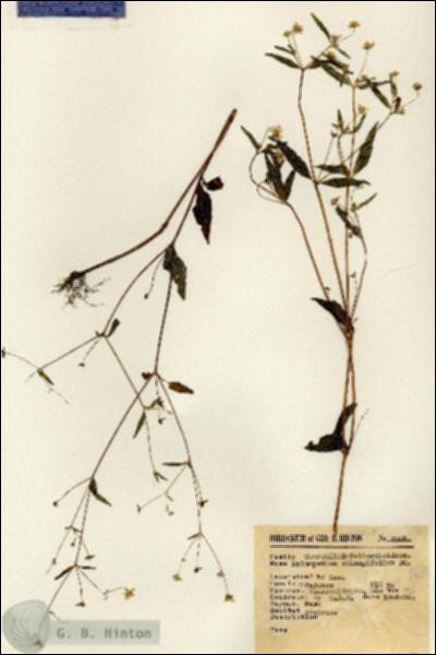 URN_catalog_HBHinton_herbarium_2008.jpg.jpg