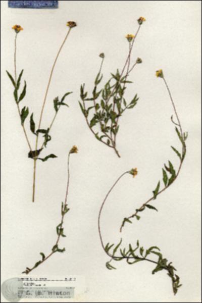 URN_catalog_HBHinton_herbarium_20540.jpg.jpg