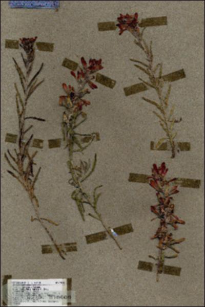 URN_catalog_HBHinton_herbarium_19587.jpg.jpg