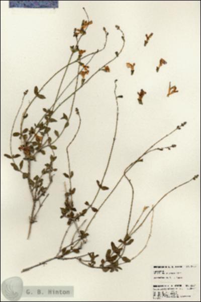 URN_catalog_HBHinton_herbarium_22834.jpg.jpg